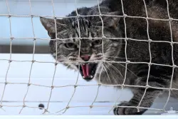 Why did the normally mellow Mountain View cat suddenly attack his owner?
