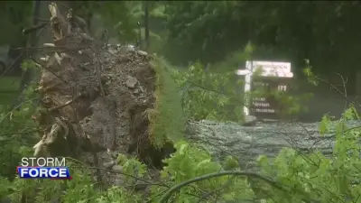 ‘Wow, that tree finally fell over’: Wicked winds cause oak tree to fall, crushes car in Hingham