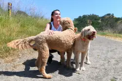Dog data may help track dangerous disease for humans