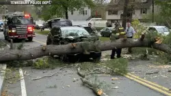 Wild winds topple branch onto car as storm blows through Tewksbury