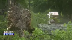 ‘Wow, that tree finally fell over’: Wicked winds cause oak tree to fall, crushes car in Hingham