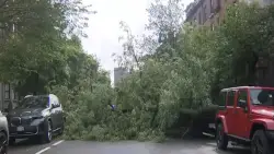 Part of Beacon Street shut down after large tree falls across roadway