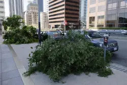 Mystery surrounds man accused of chainsawing trees across downtown L.A.